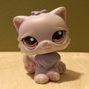 light gray persian cat with red eyes