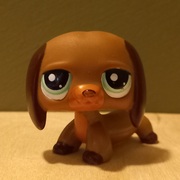 brown dachshund (not the lps popular mold) with turquoise eyes
