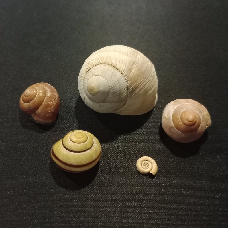 one big white snail shell, three normal sized snail shells and a small flat shell.