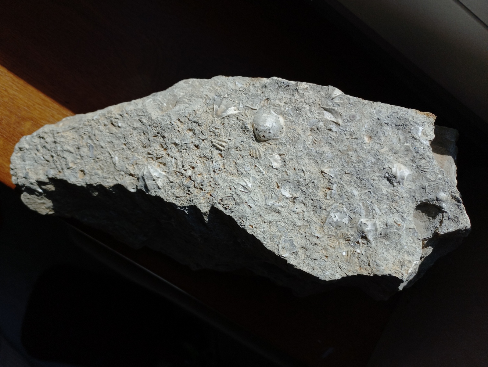 long calcium rock with a lot of little fossils