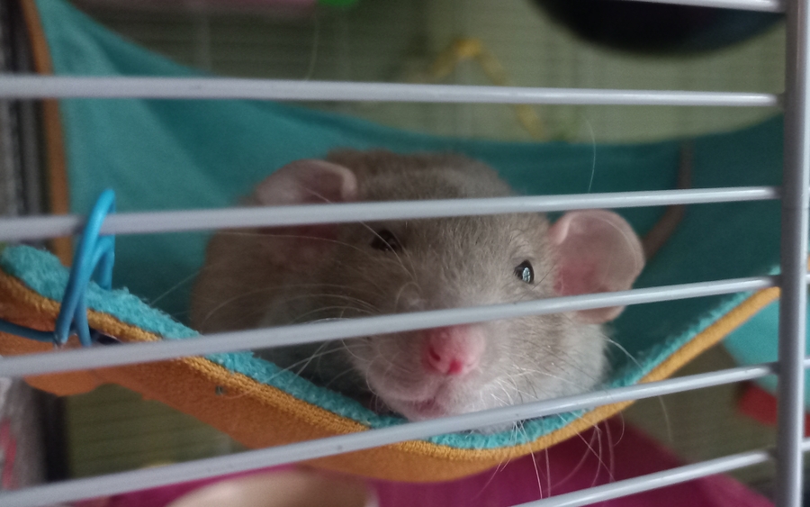 A brown dumbo rex (curly fur and whiskers) rat with pink skin and black eyes.