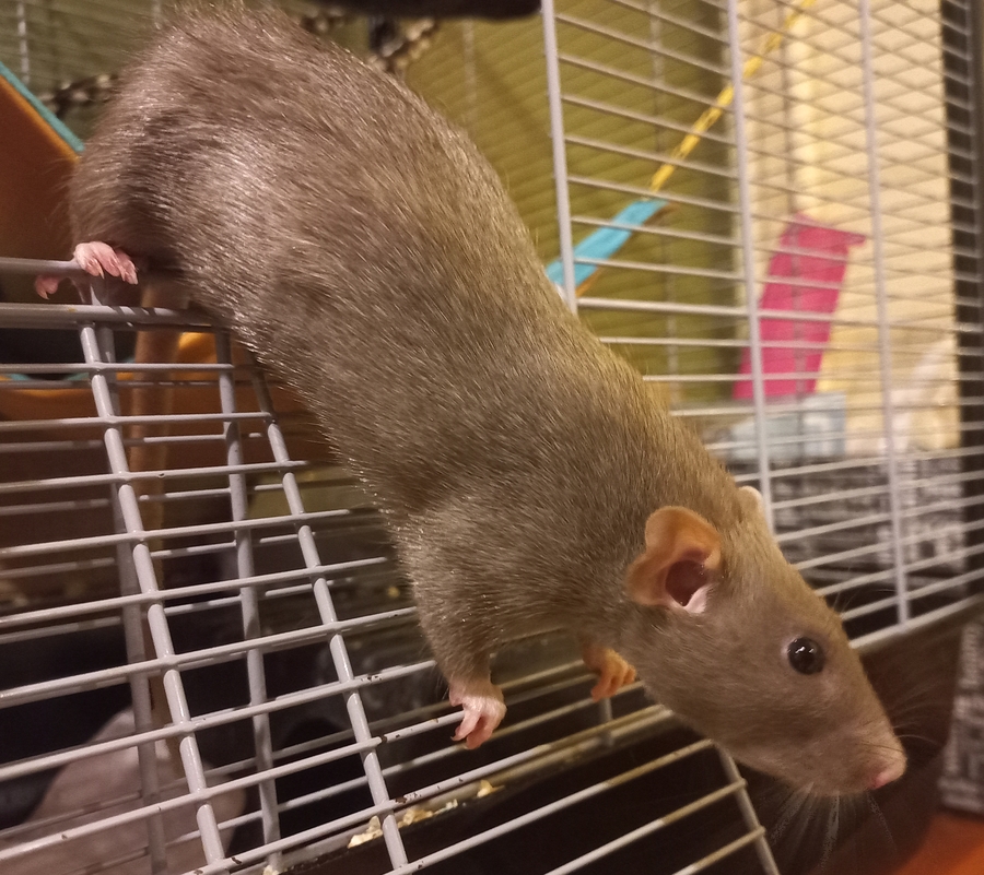 A dark gray dumbo rat with dark pink skin, very smooth fur and black eyes.