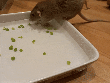 Cookie fishing for peas.