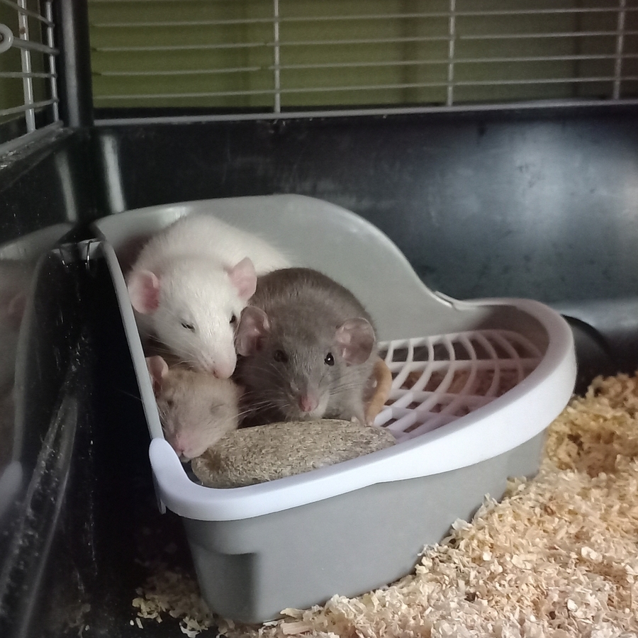 All three rats sleeping in a litter box. Cookie on the left, Nori on the right and Opal on top of them.