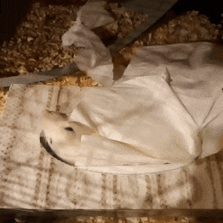 Cookie forces her way into a tissue box which already contains a buch of tissues and Opal.